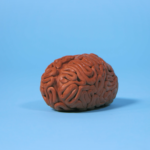 Cerebro arcilla